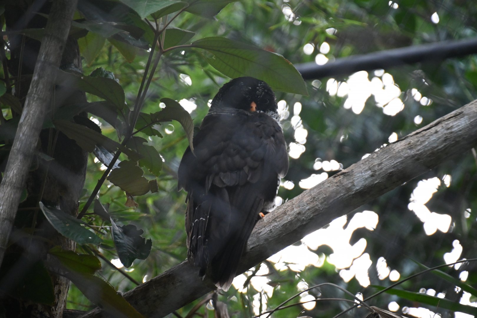 Black-and-white owl (Strix nigrolineata)