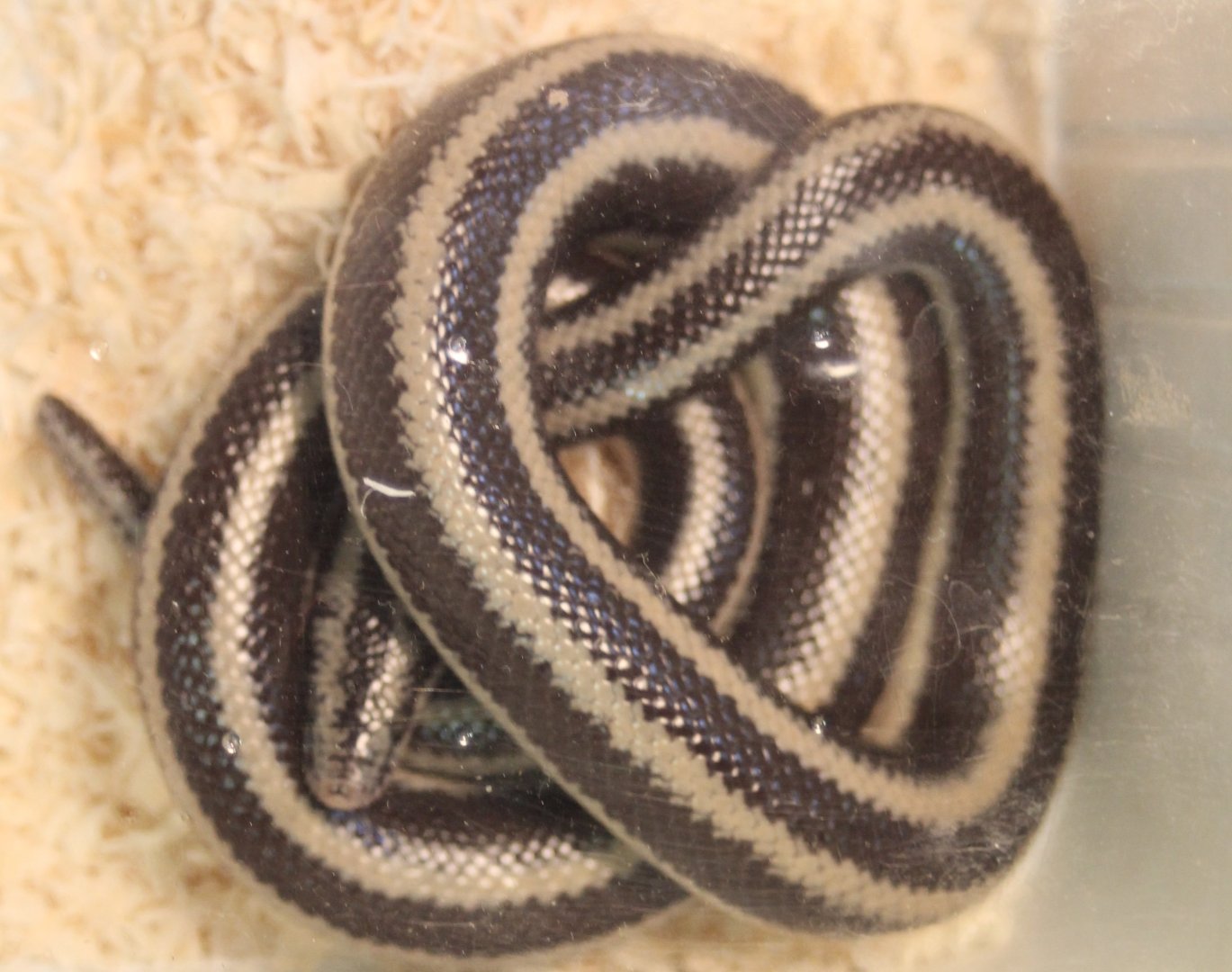 Black and white rosy boa - Lichanura t. trivirgata