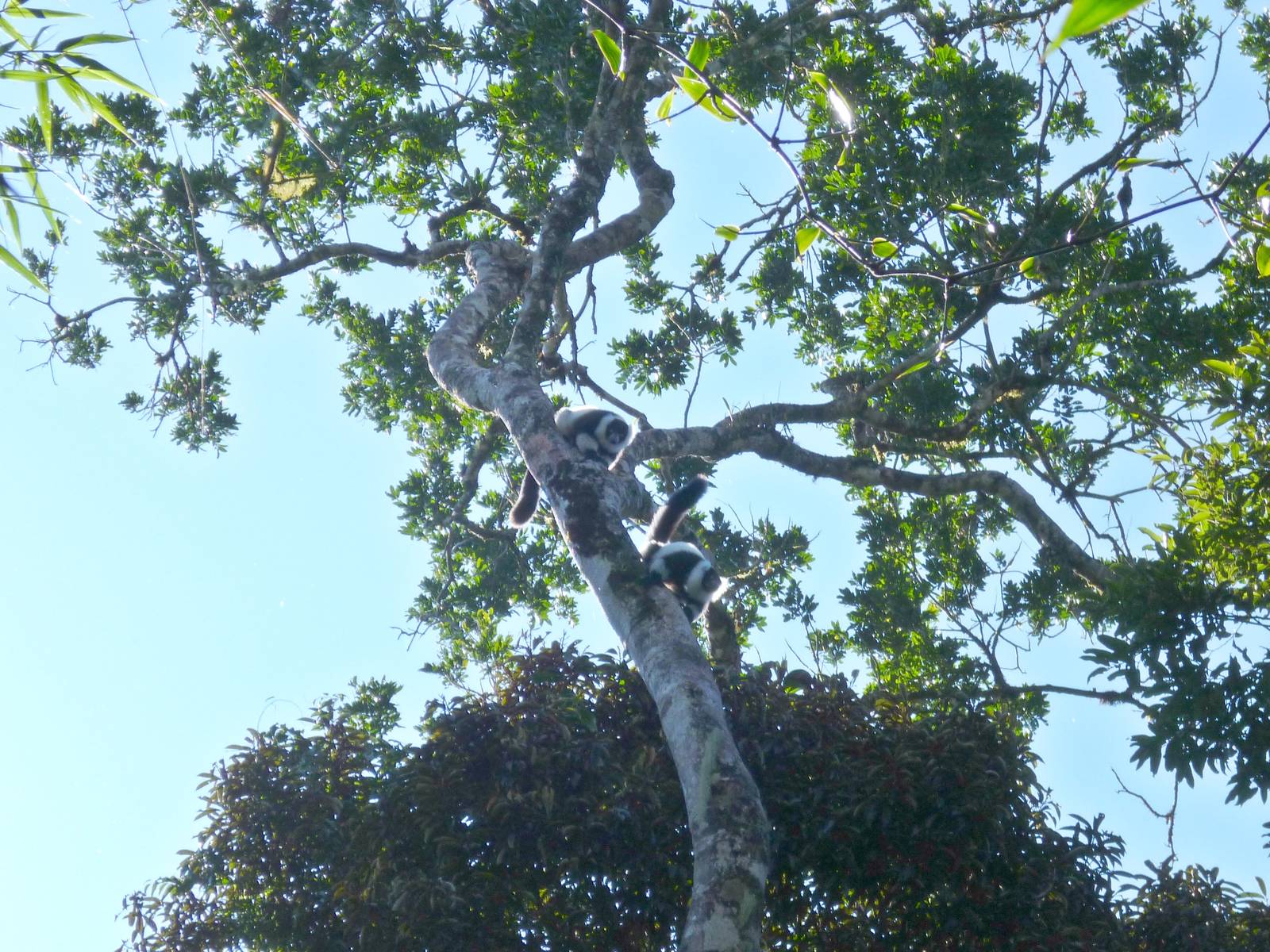 Black and White Ruffed in Ranomafana