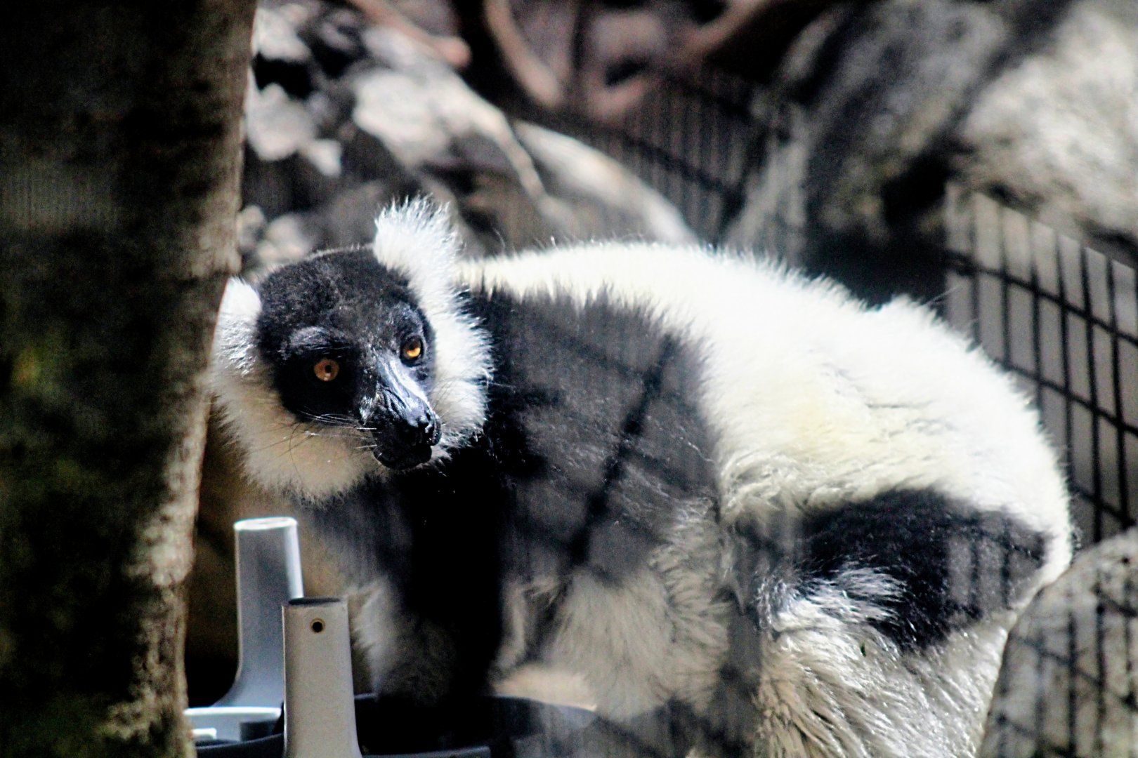 Black and White Ruffed Lemur (05/26/2022)
