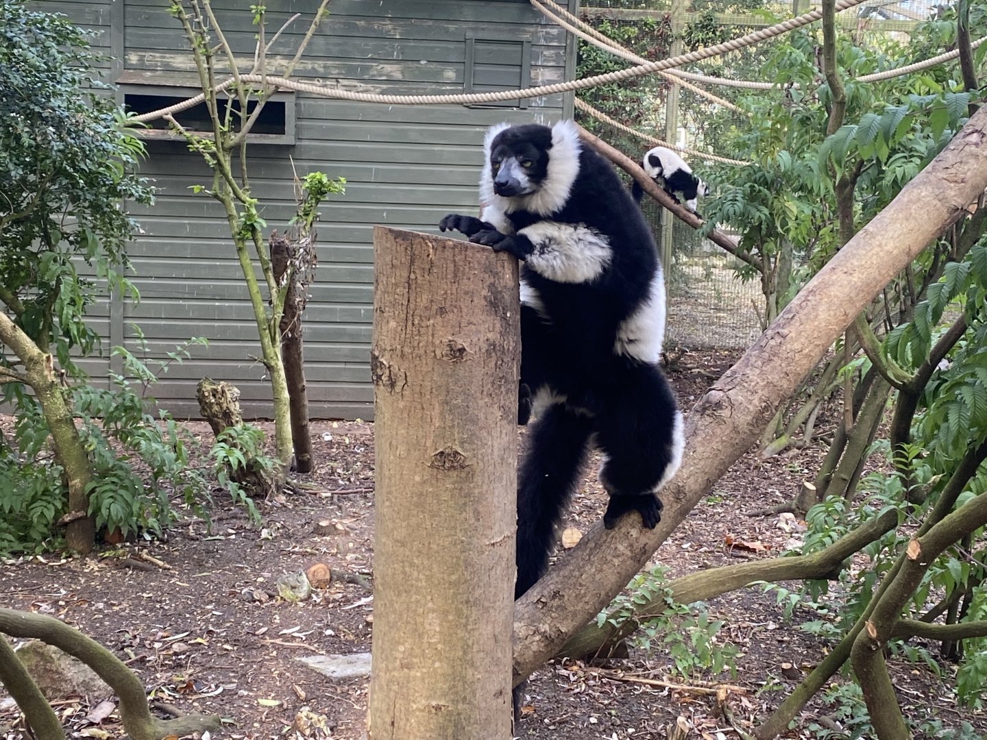 Black and white ruffed lemur 071121