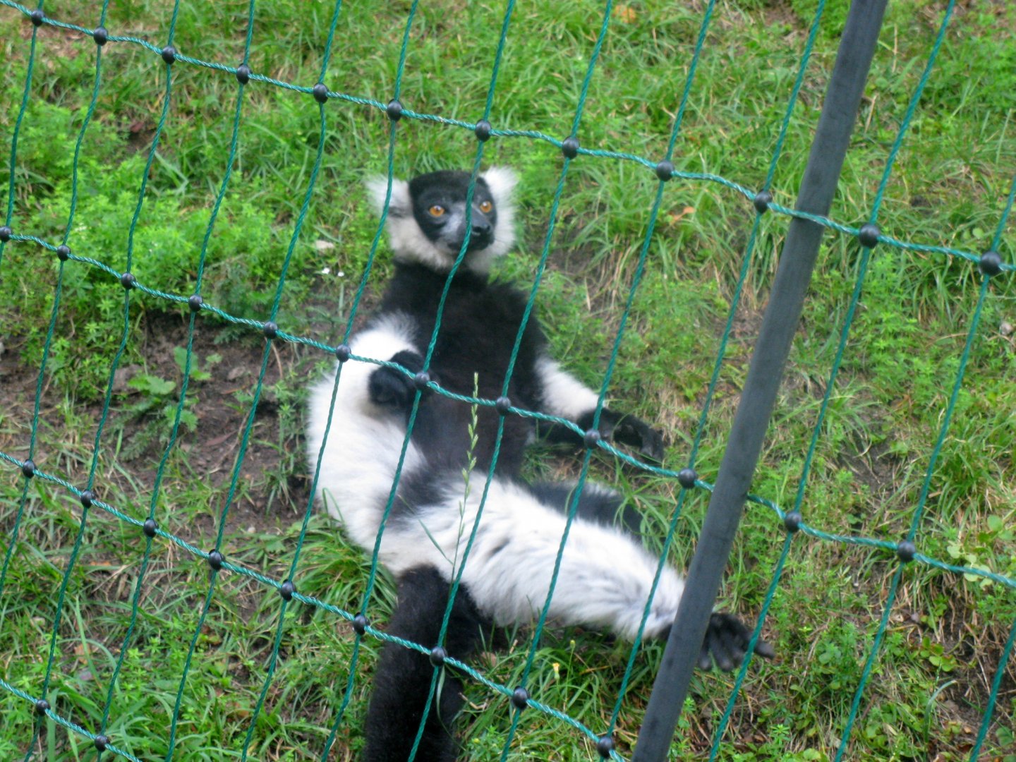 Black-and-White Ruffed Lemur - 08.2013