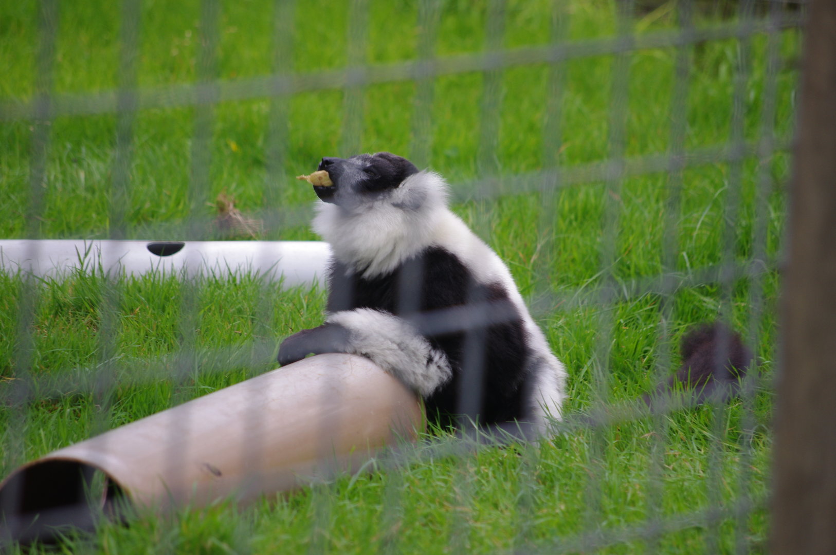 Black and White Ruffed Lemur- 1/10/2023