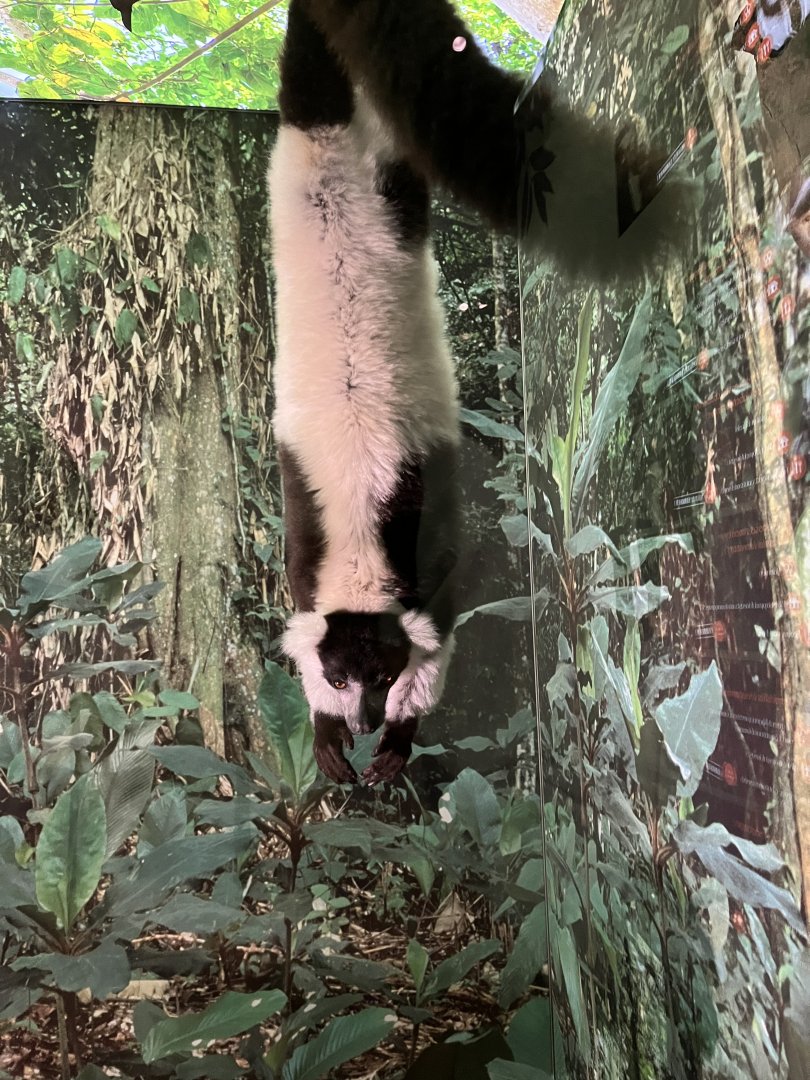 Black and white ruffed lemur 1.8.25