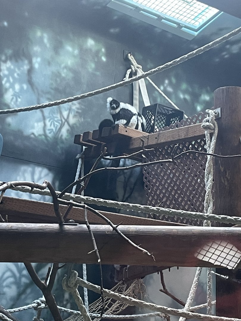 Black-and-White Ruffed Lemur (12/30/23)