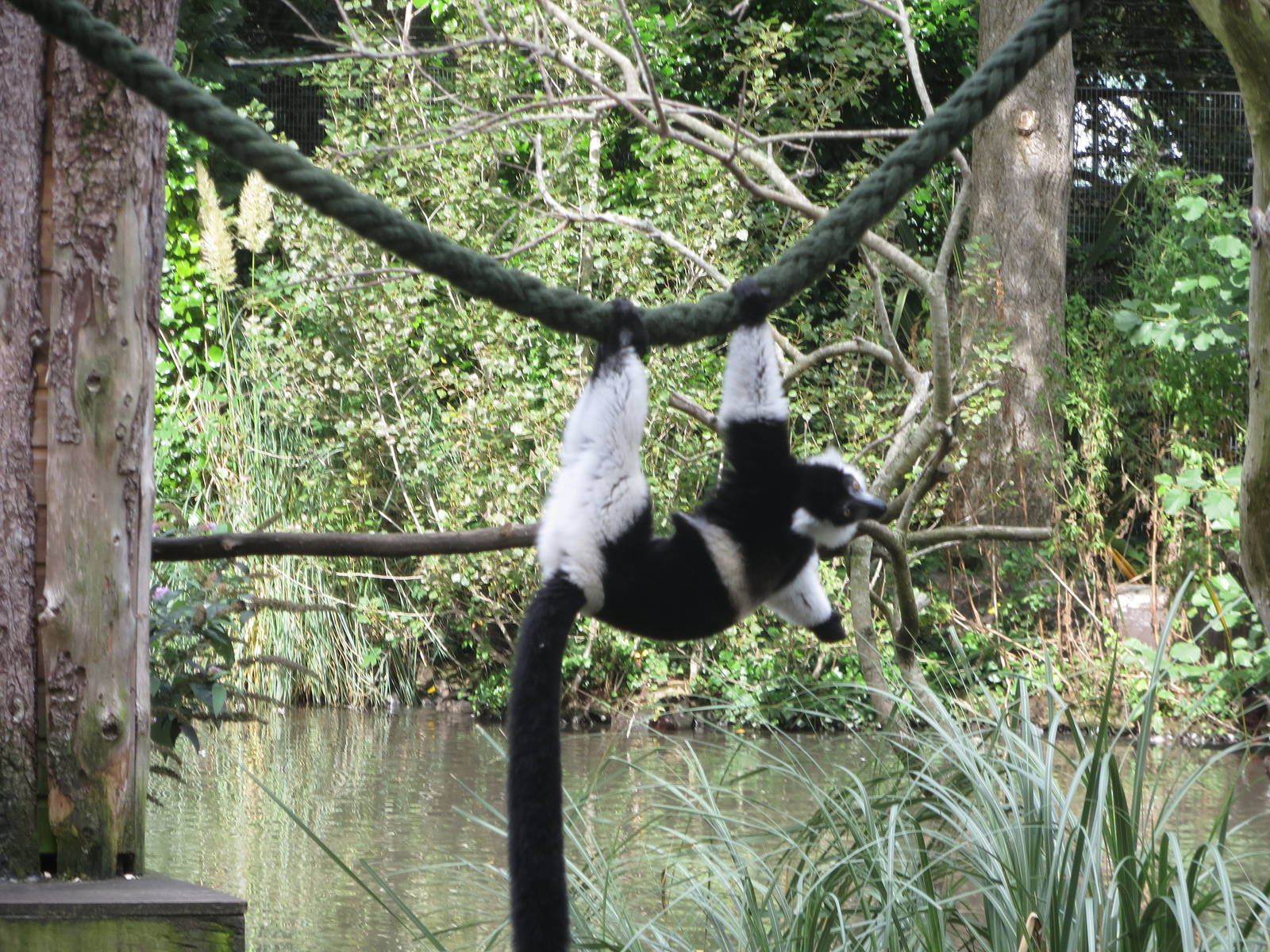 Black and White Ruffed Lemur 170916