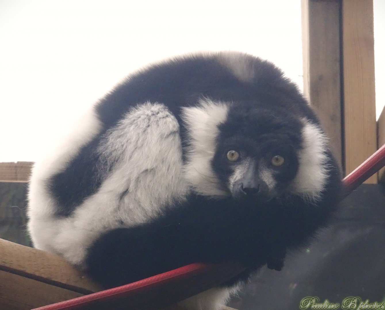 Black and white ruffed lemur 18 October 2025