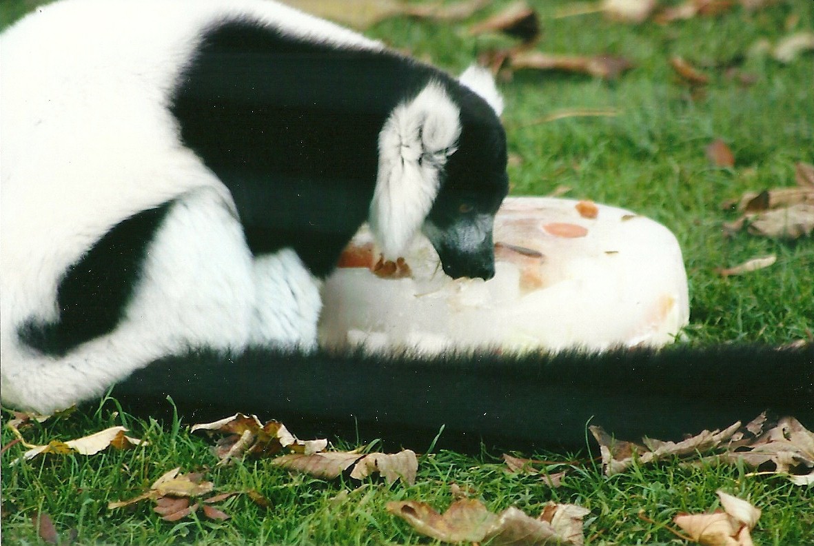 Black and White Ruffed Lemur 1st November 2012