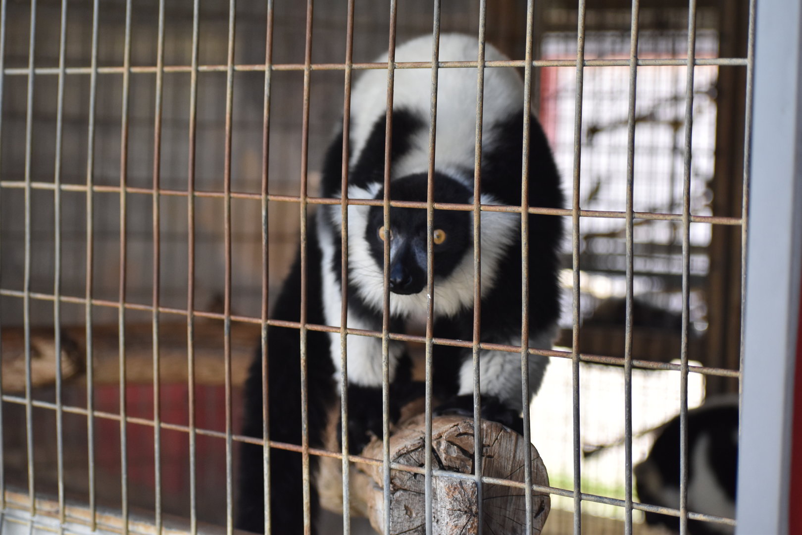 Black-and-White Ruffed Lemur 2