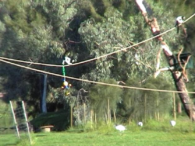 Black and White Ruffed Lemur (2004)