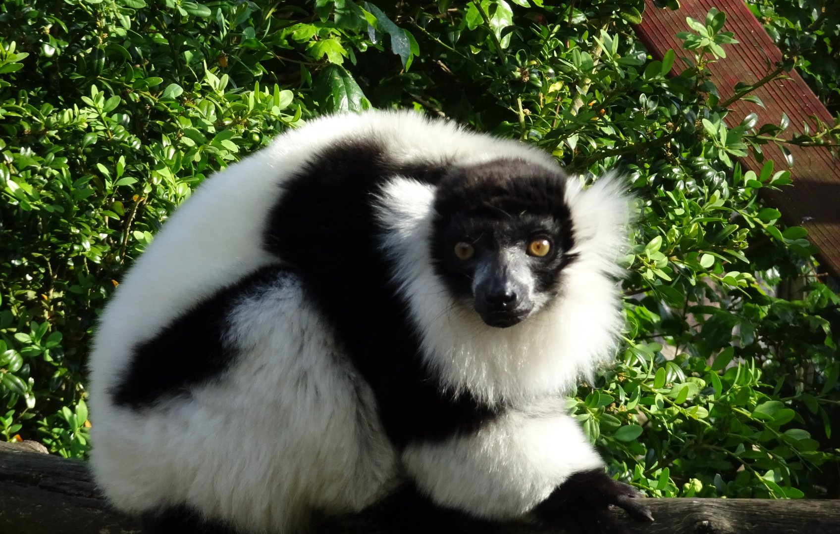 Black and White Ruffed Lemur  22 May 2025