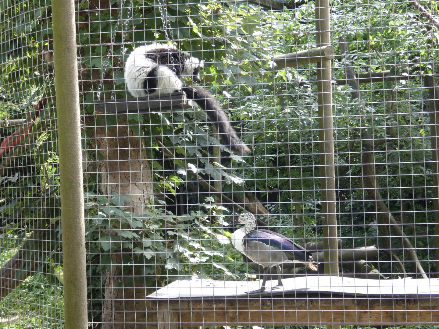 Black-and-white Ruffed Lemur and African Comb Duck