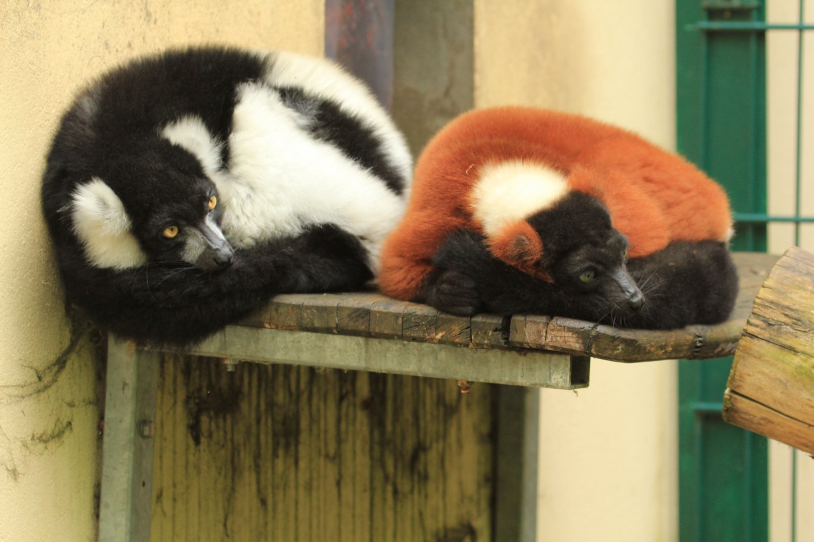 Black-and-white ruffed lemur and Red ruffed lemur (April 2018)