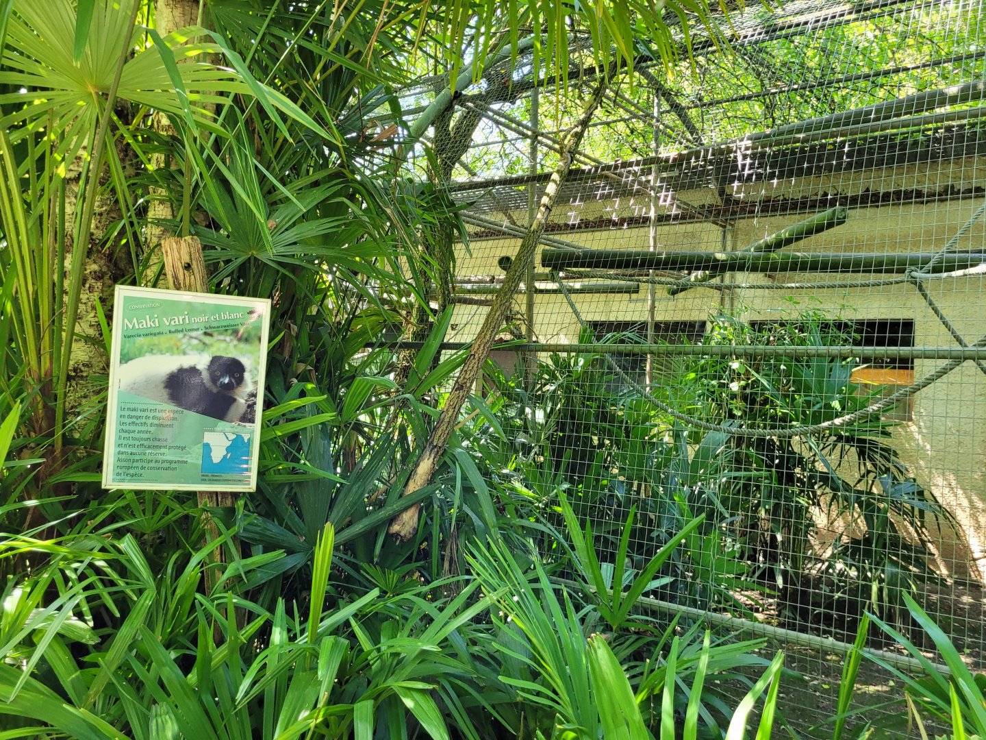 Black-and-white ruffed lemur and White-fronted lemur exhibit -Zoo d'Asson (2022)