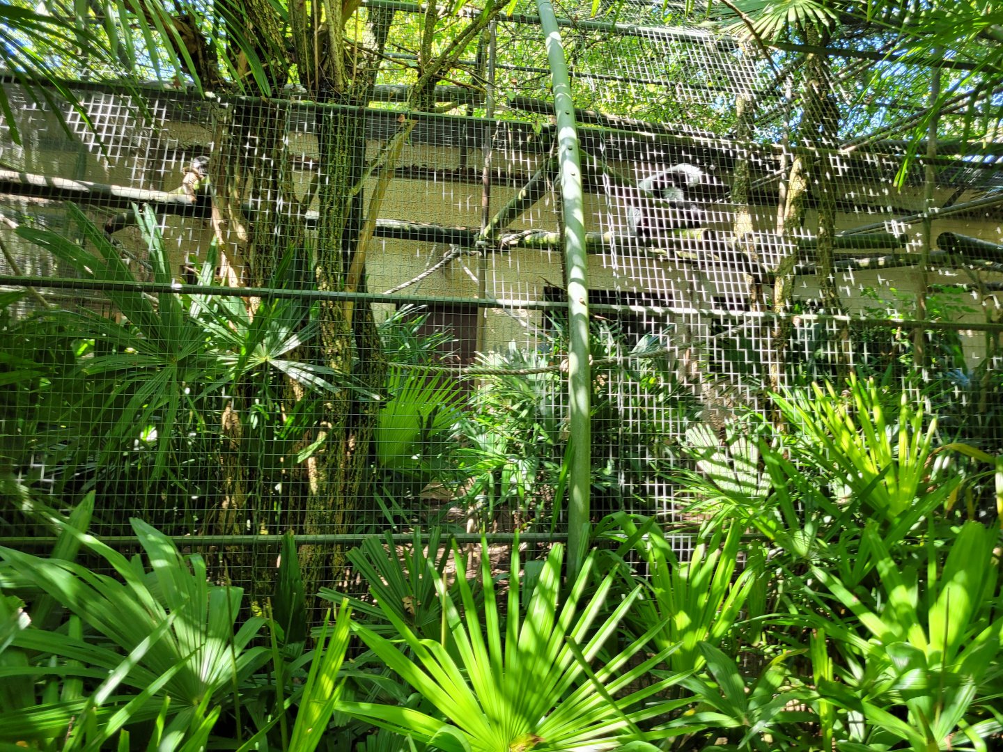 Black-and-white ruffed lemur and White-fronted lemur exhibit -Zoo d'Asson (2022)