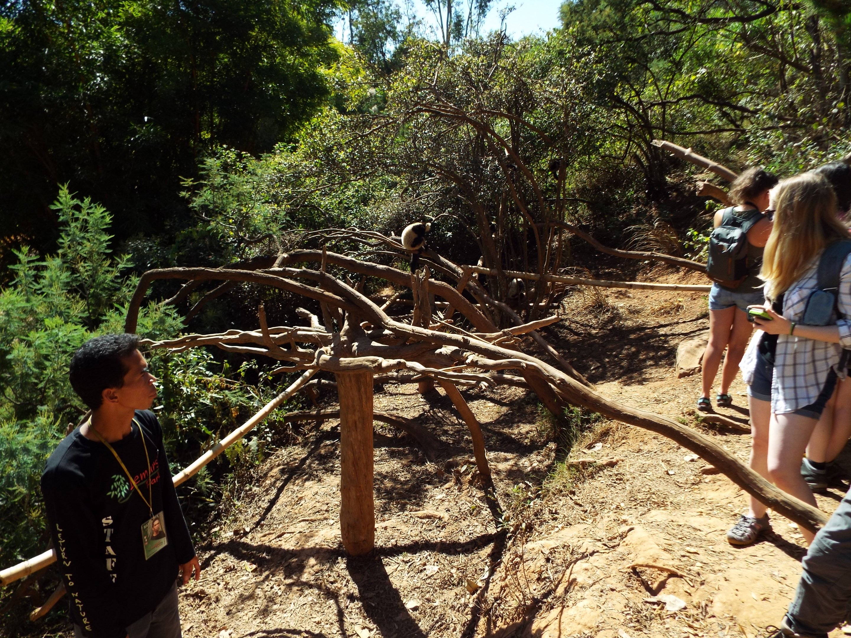 Black and White Ruffed Lemur area