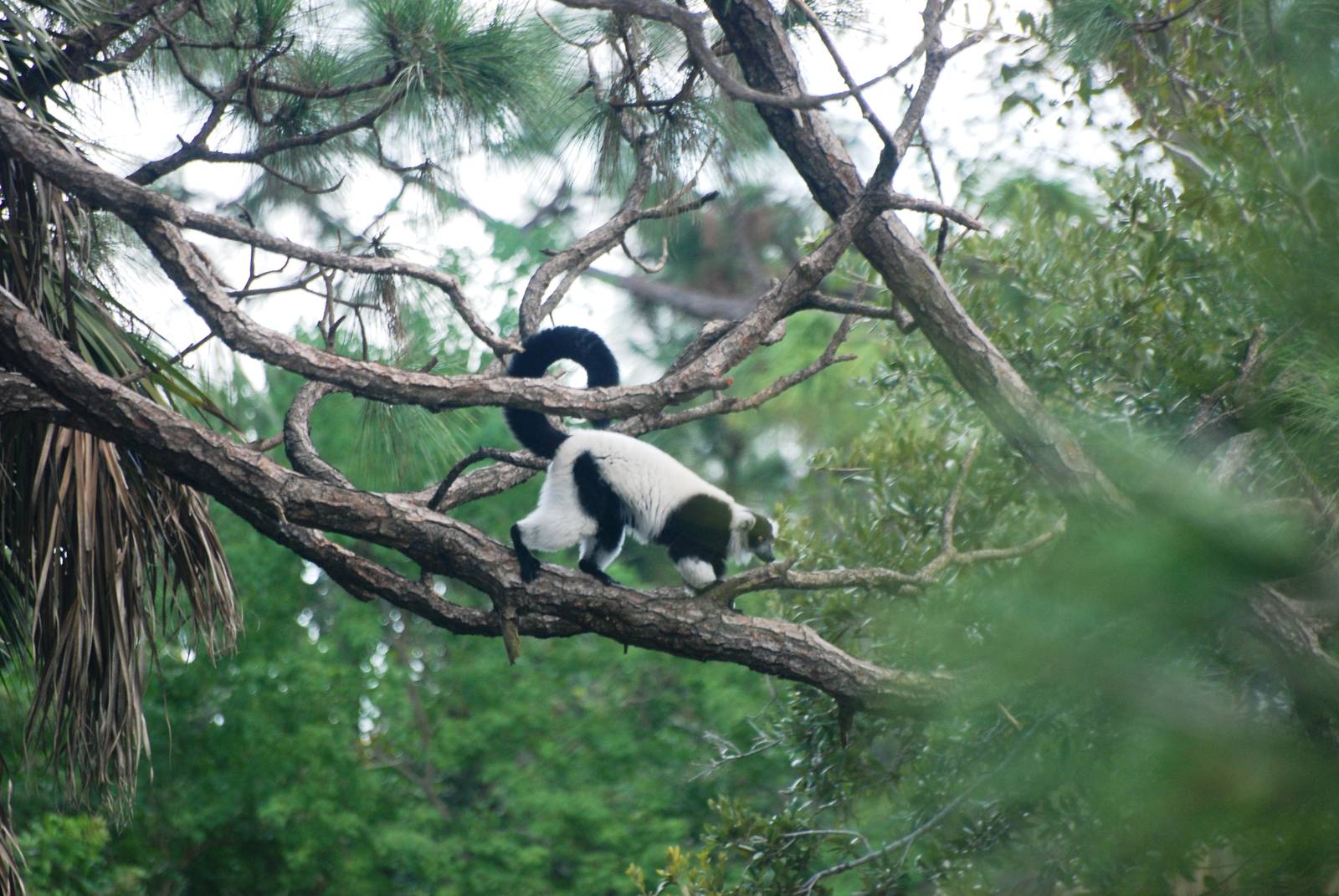 Black-and-White Ruffed Lemur at Brevard, 14/10/13