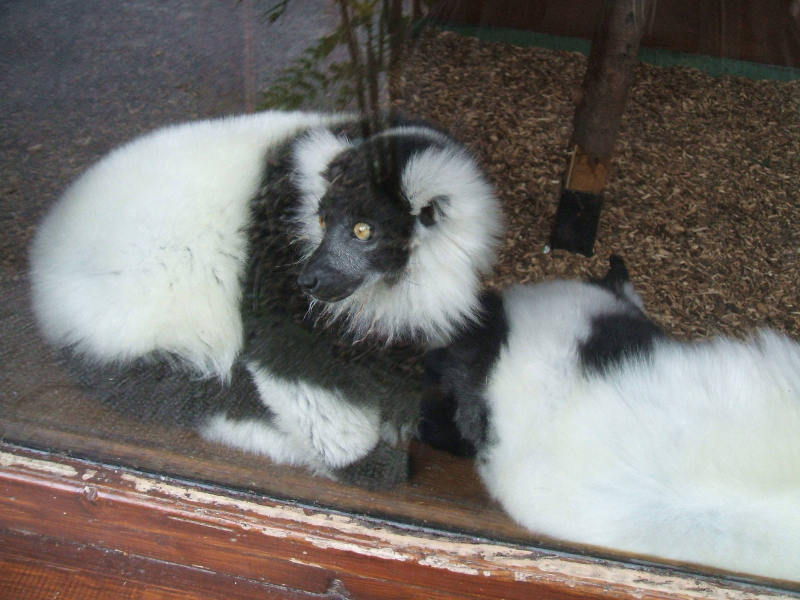 Black and White Ruffed Lemur at Chester Zoo 2008