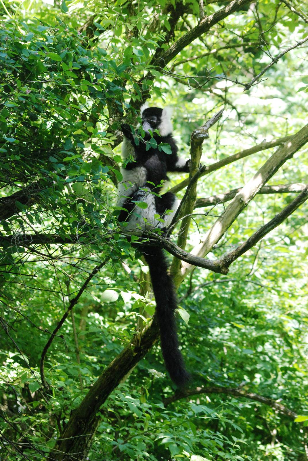 Black-and-White Ruffed Lemur at Dudley, 14/07/13