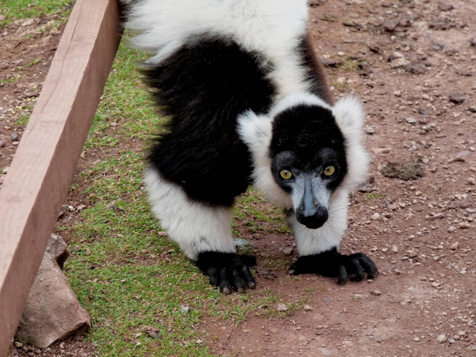 Black and white ruffed lemur at feeding time