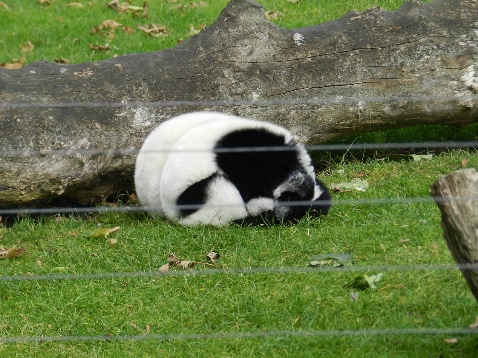 Black and White Ruffed Lemur at Flamingo Land - 14/10/2012