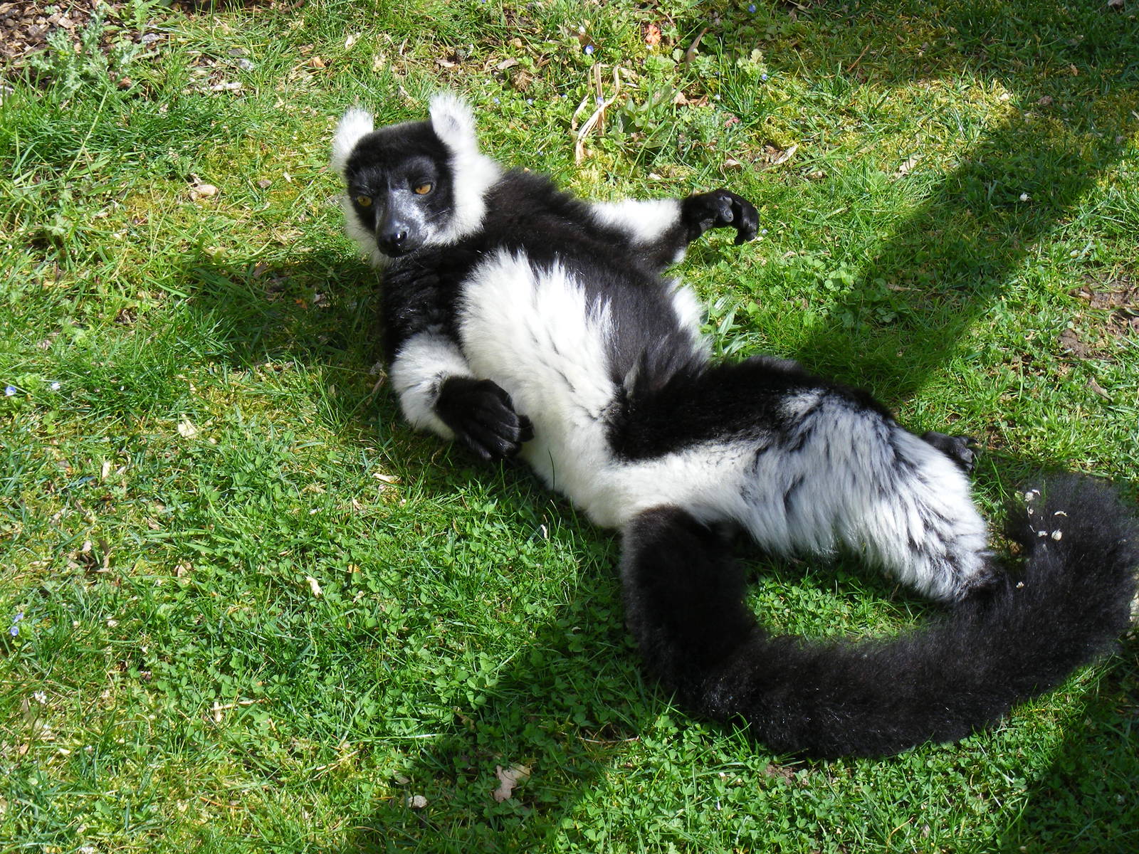 Black and white ruffed lemur at Howletts Wild Animal Park, 3 April 2010