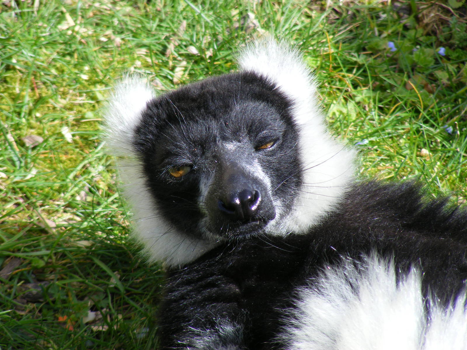 Black and white ruffed lemur at Howletts Wild Animal Park, 3 April 2010