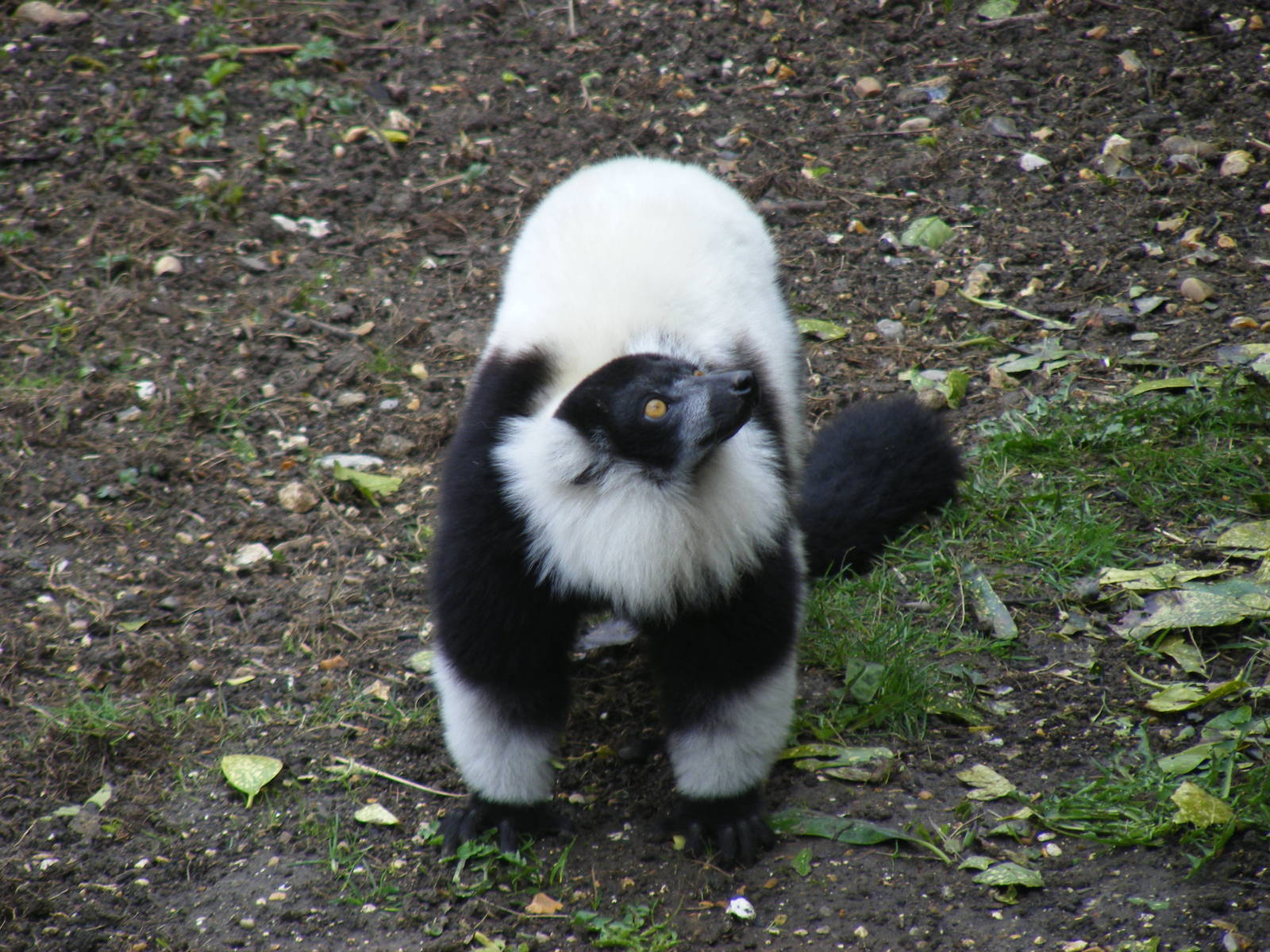 Black and white ruffed lemur at Marwell Wildlife, 21 March 2010