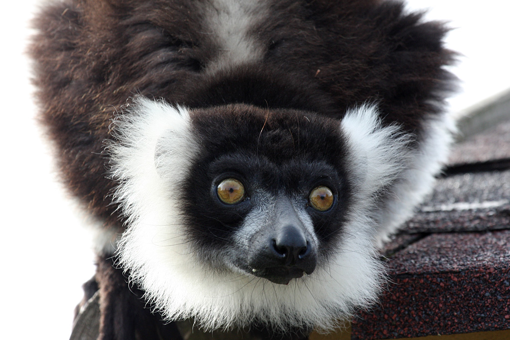 Black and White Ruffed Lemur at Peak Wildlife Park 5/9/15