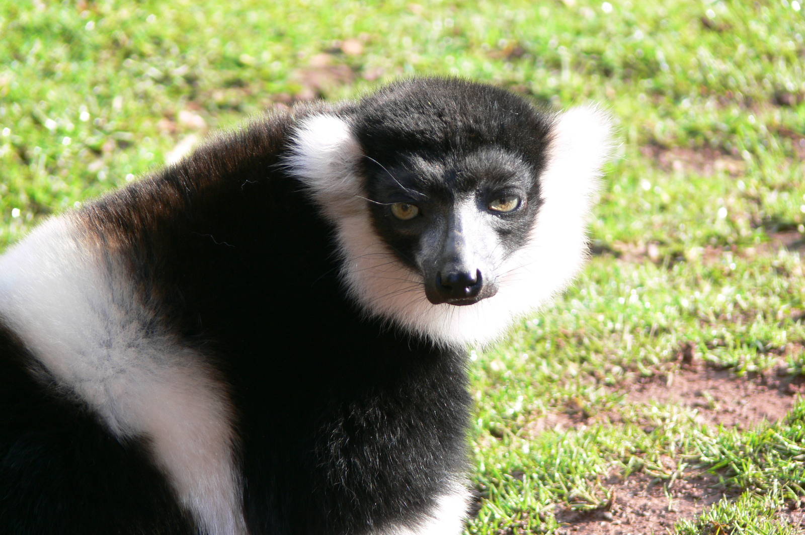 Black and White Ruffed Lemur at South Lakes, 11/10/14