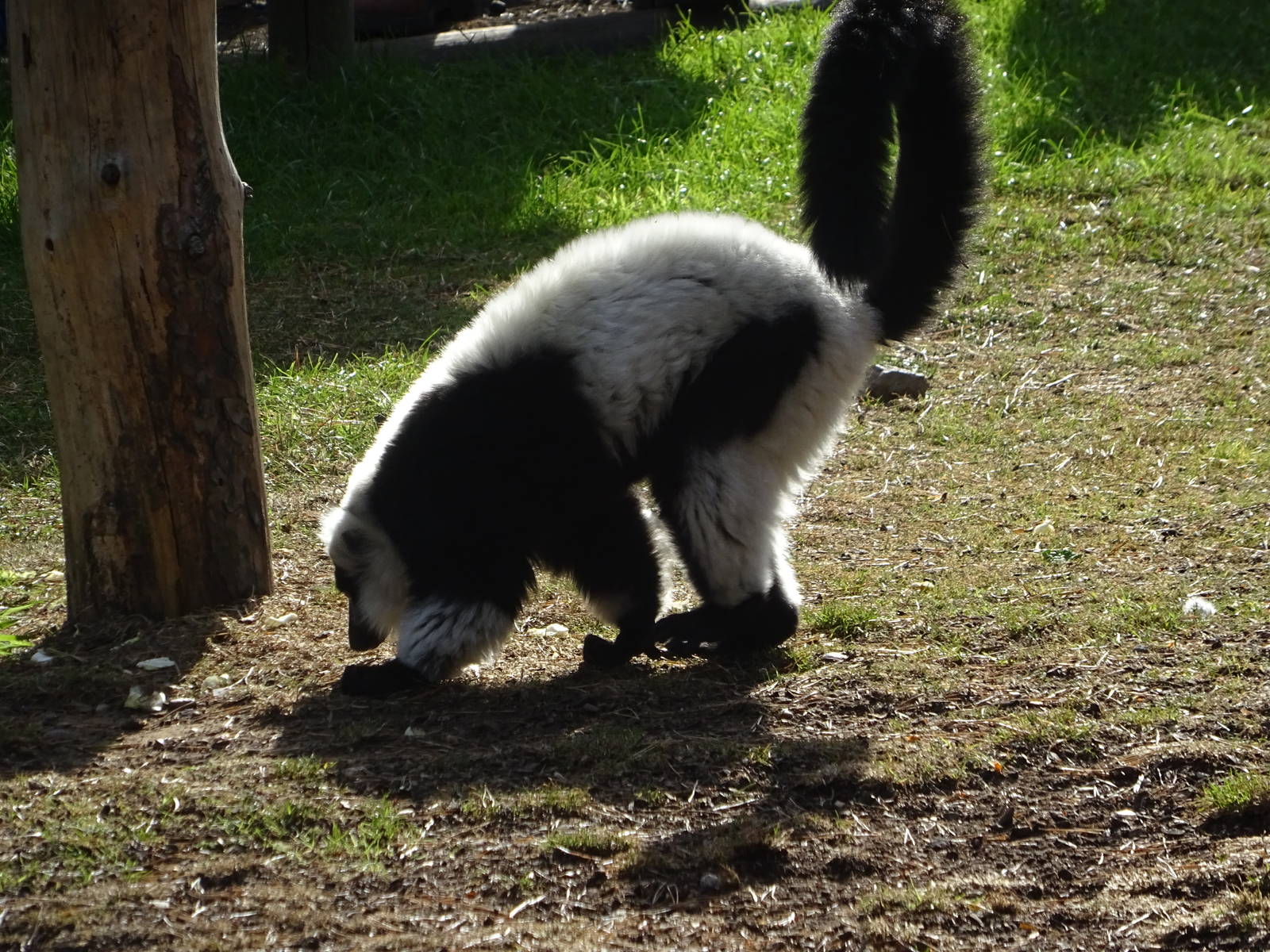 Black-and-white Ruffed Lemur at Yorkshire Wildlife Park