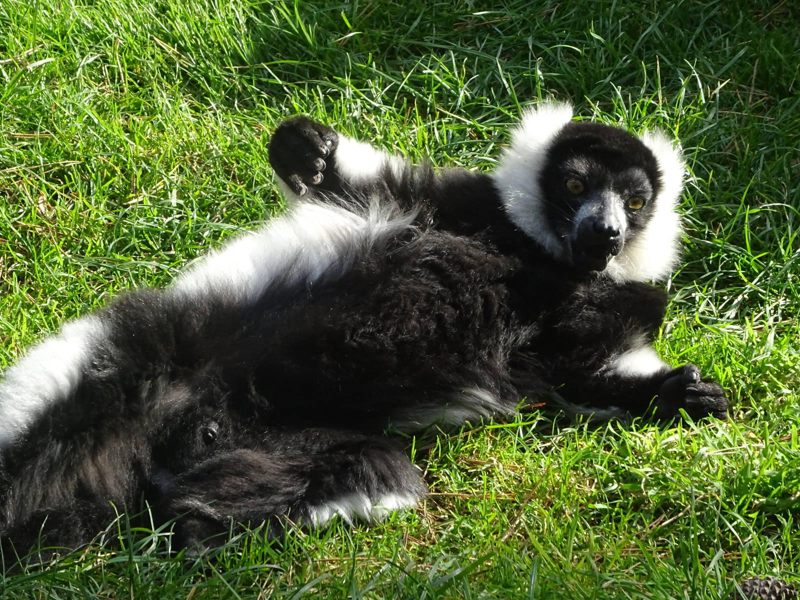 Black-and-white Ruffed Lemur at Yorkshire Wildlife Park