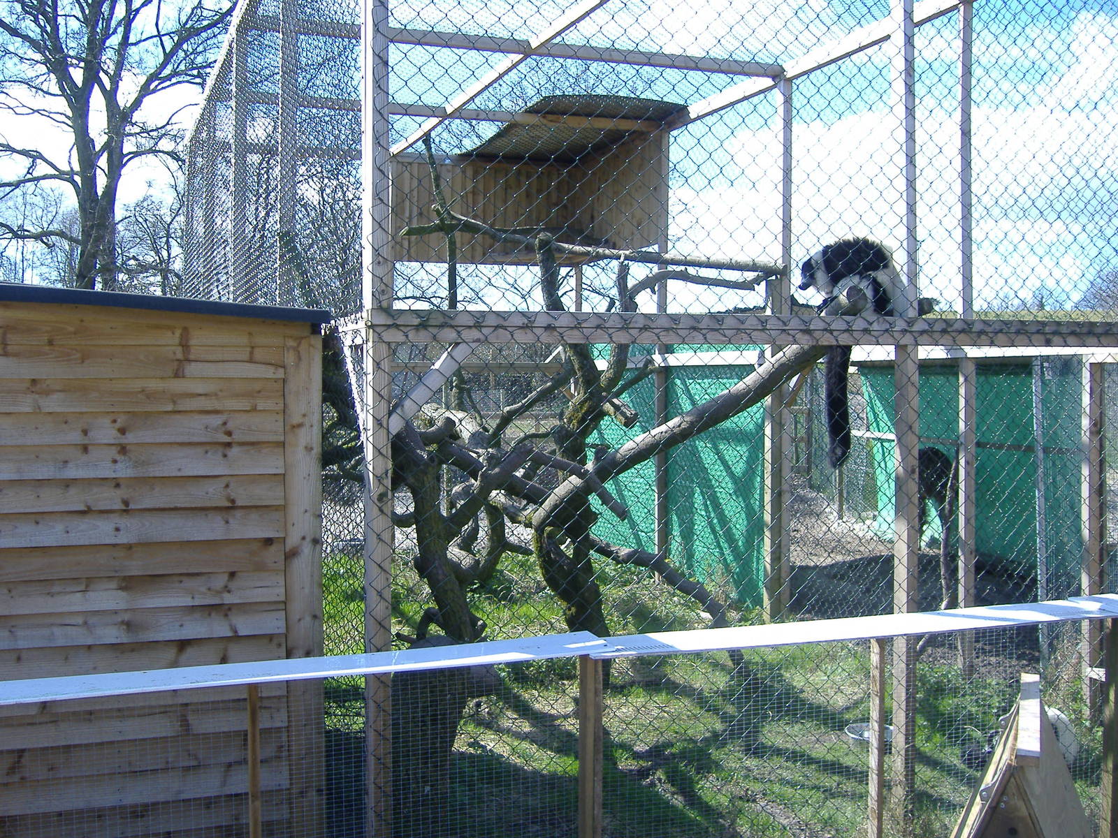 Black and White Ruffed Lemur Axe Valley