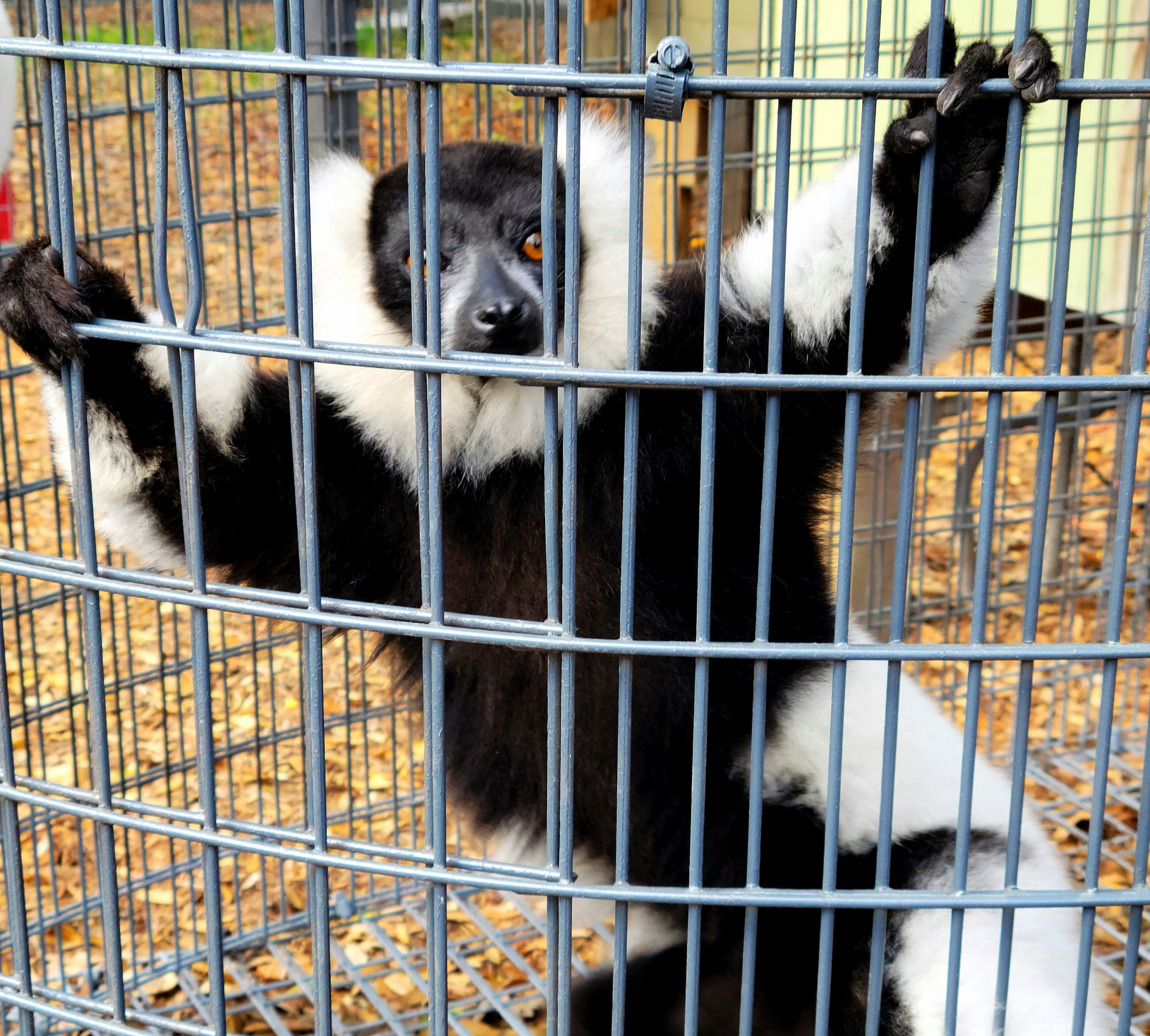 Black and White Ruffed Lemur - Bee City Zoo - March 2025