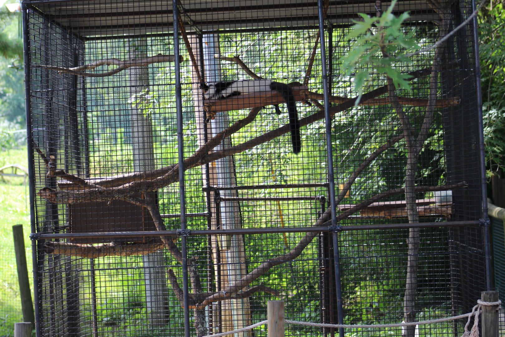 Black-and-White Ruffed Lemur Cage