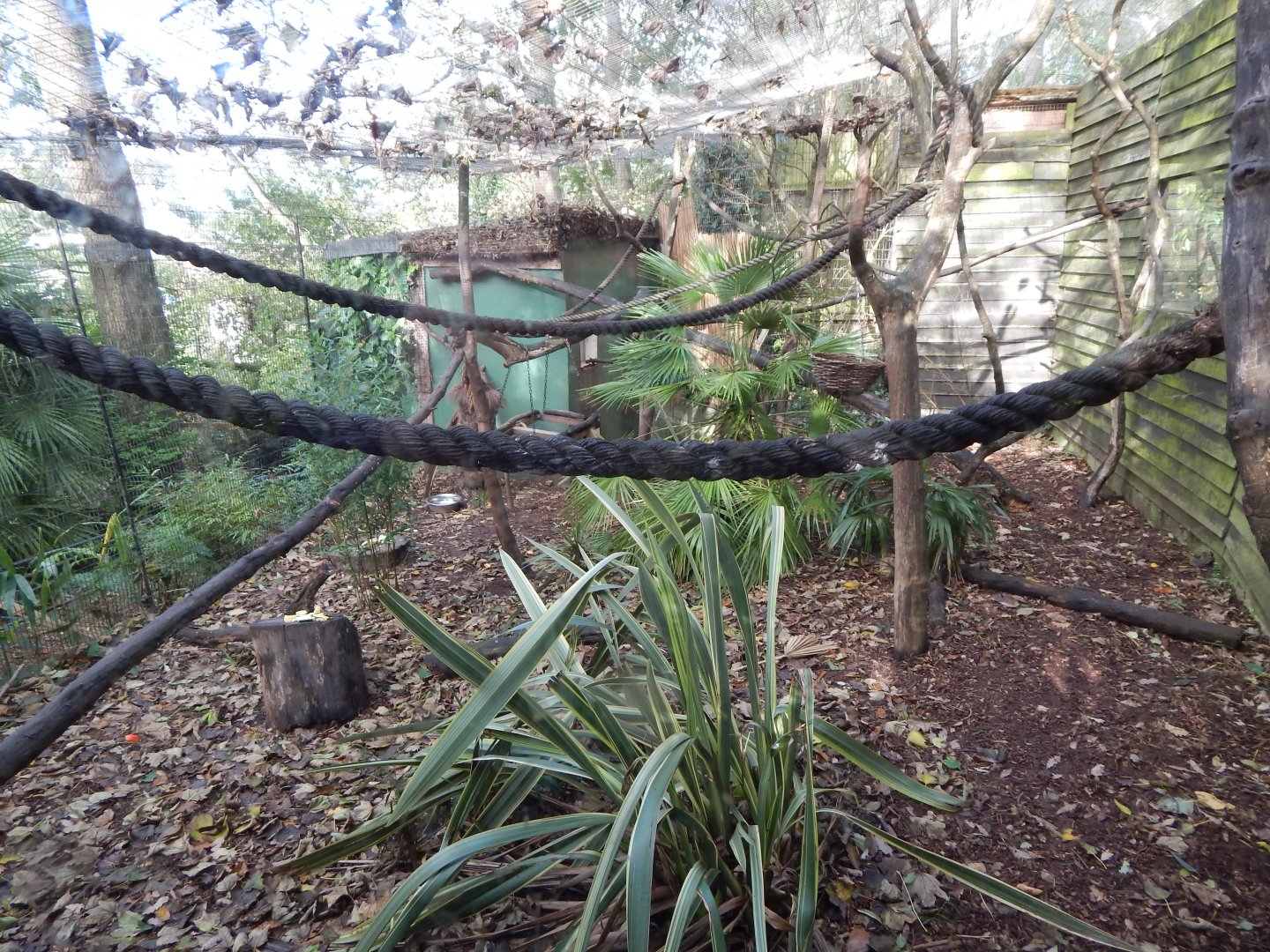 Black and white ruffed lemur enclosure 021120