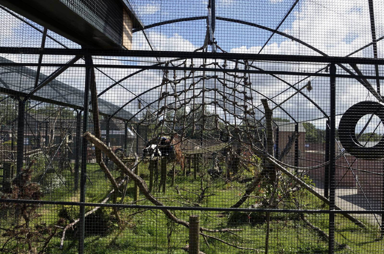 Black and white ruffed lemur enclosure-06/07/2014