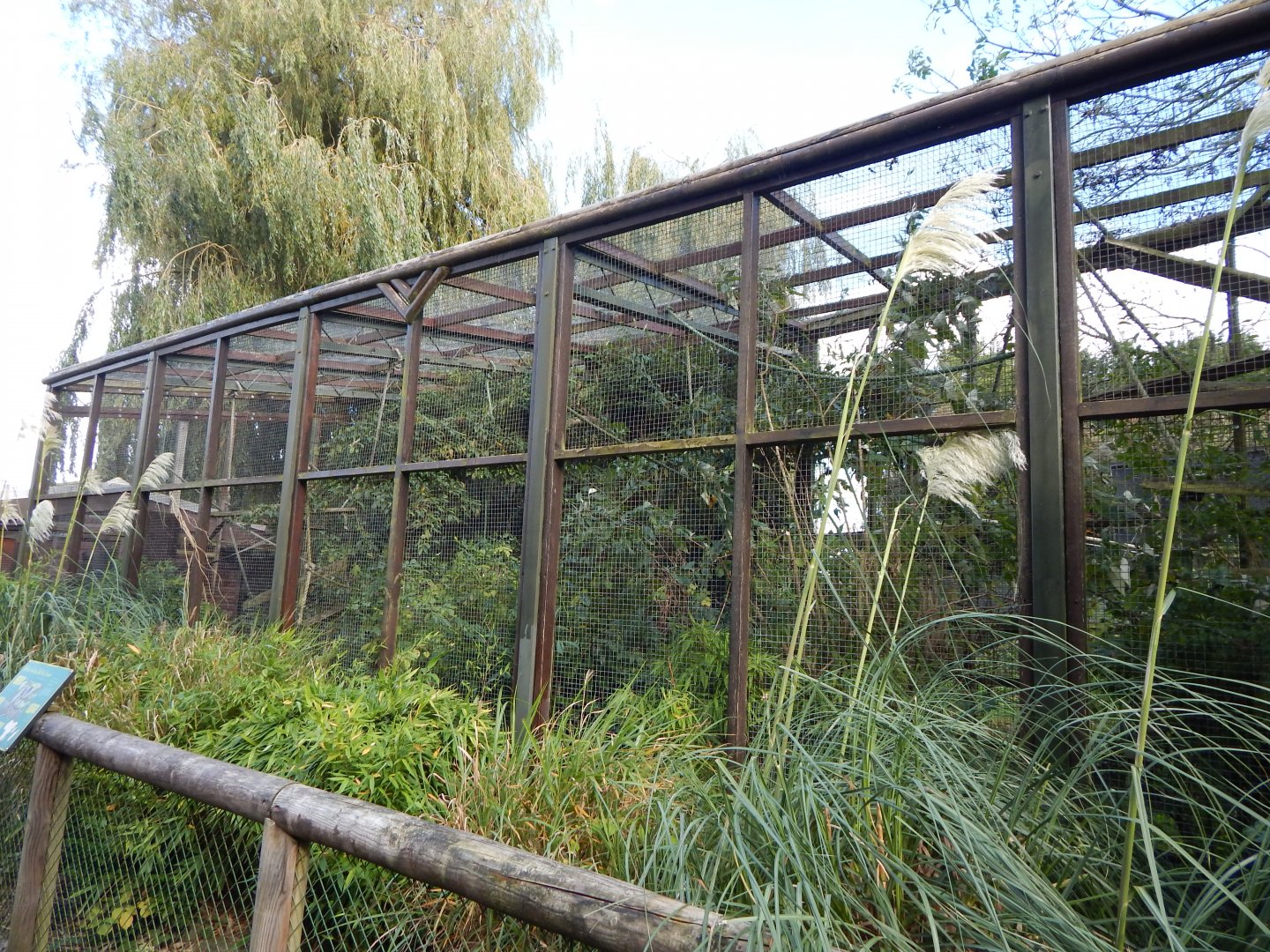 Black and white ruffed lemur enclosure 081020