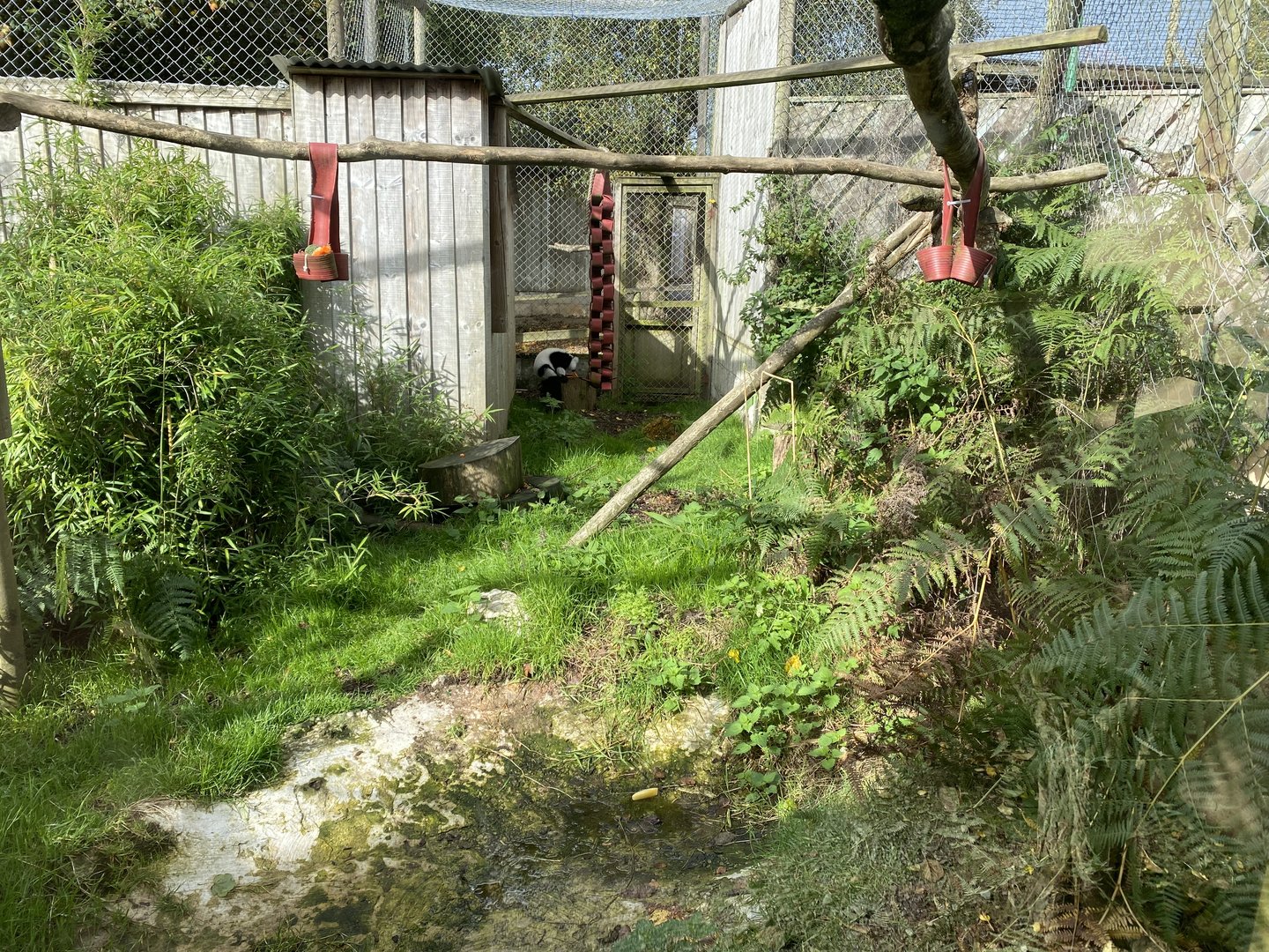 Black and white ruffed lemur enclosure 151022