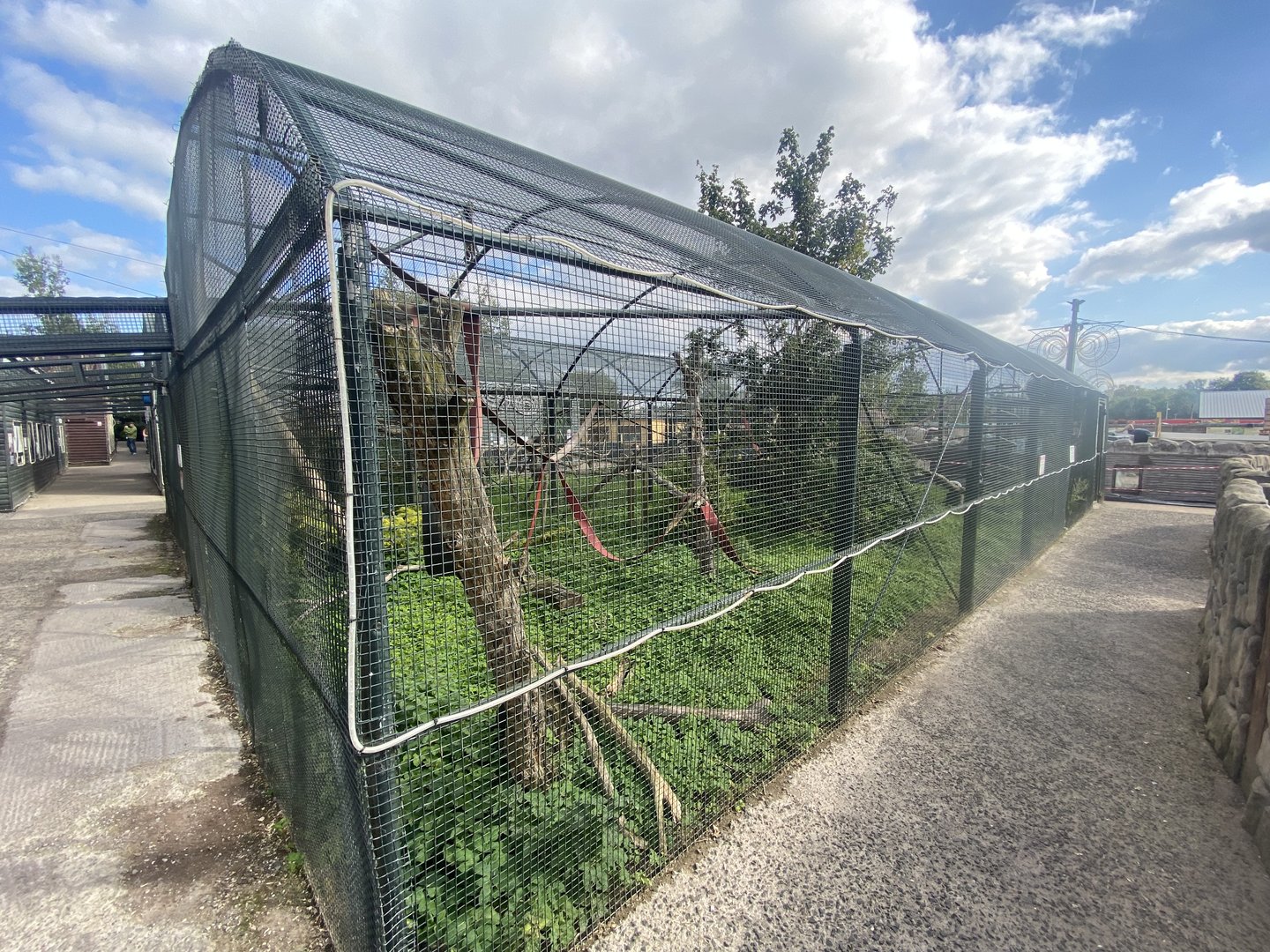 Black and white ruffed lemur enclosure 200922