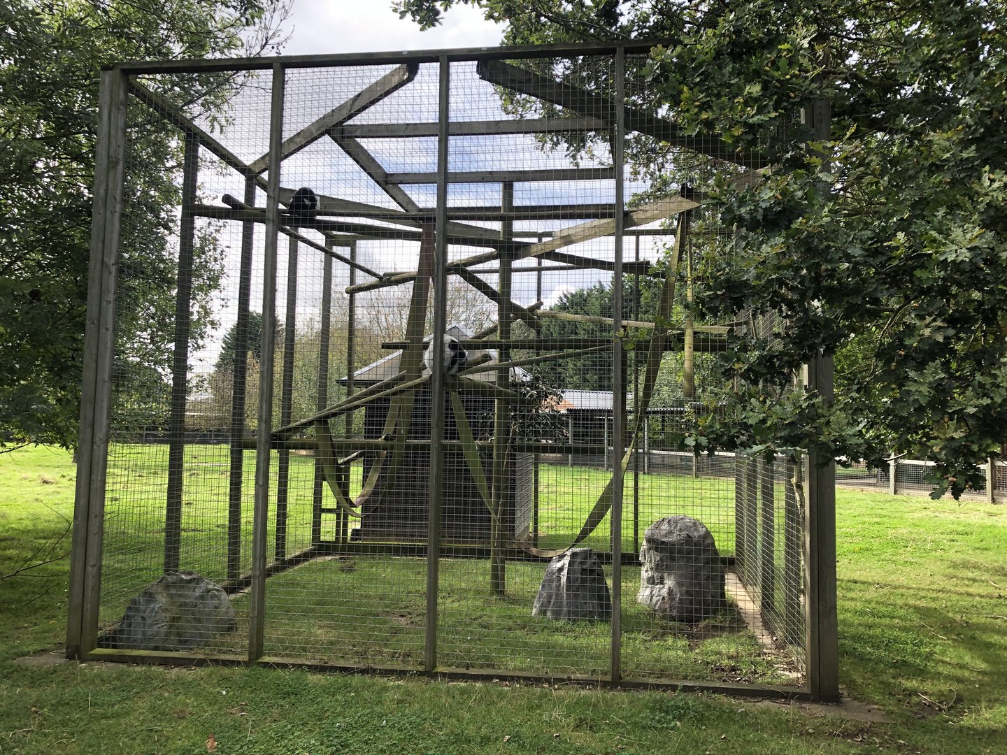 Black-and-White Ruffed Lemur Enclosure at Hamerton Zoo Park (October 2023)