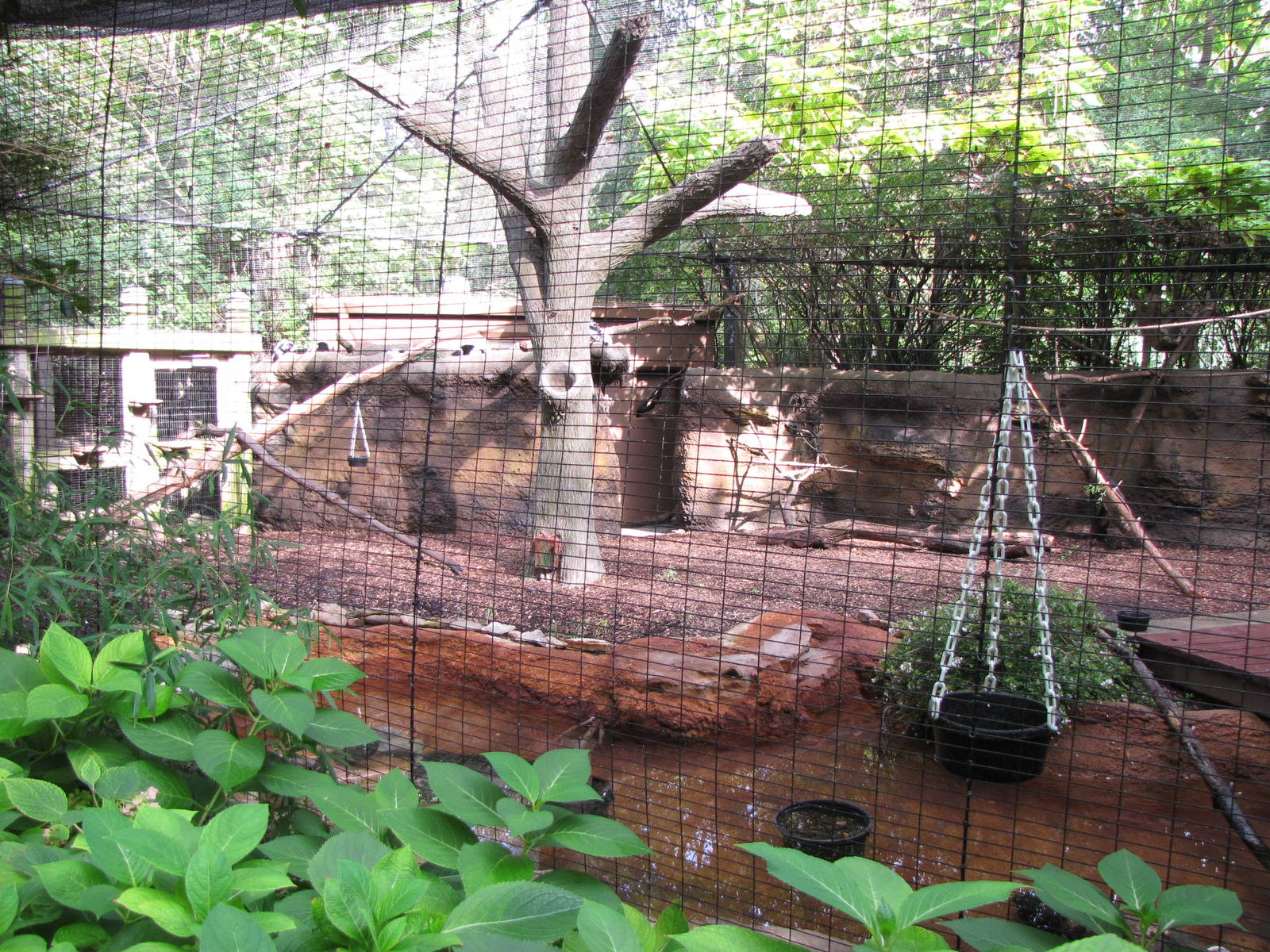 Black and White Ruffed Lemur Enclosure - Childrens Zoo