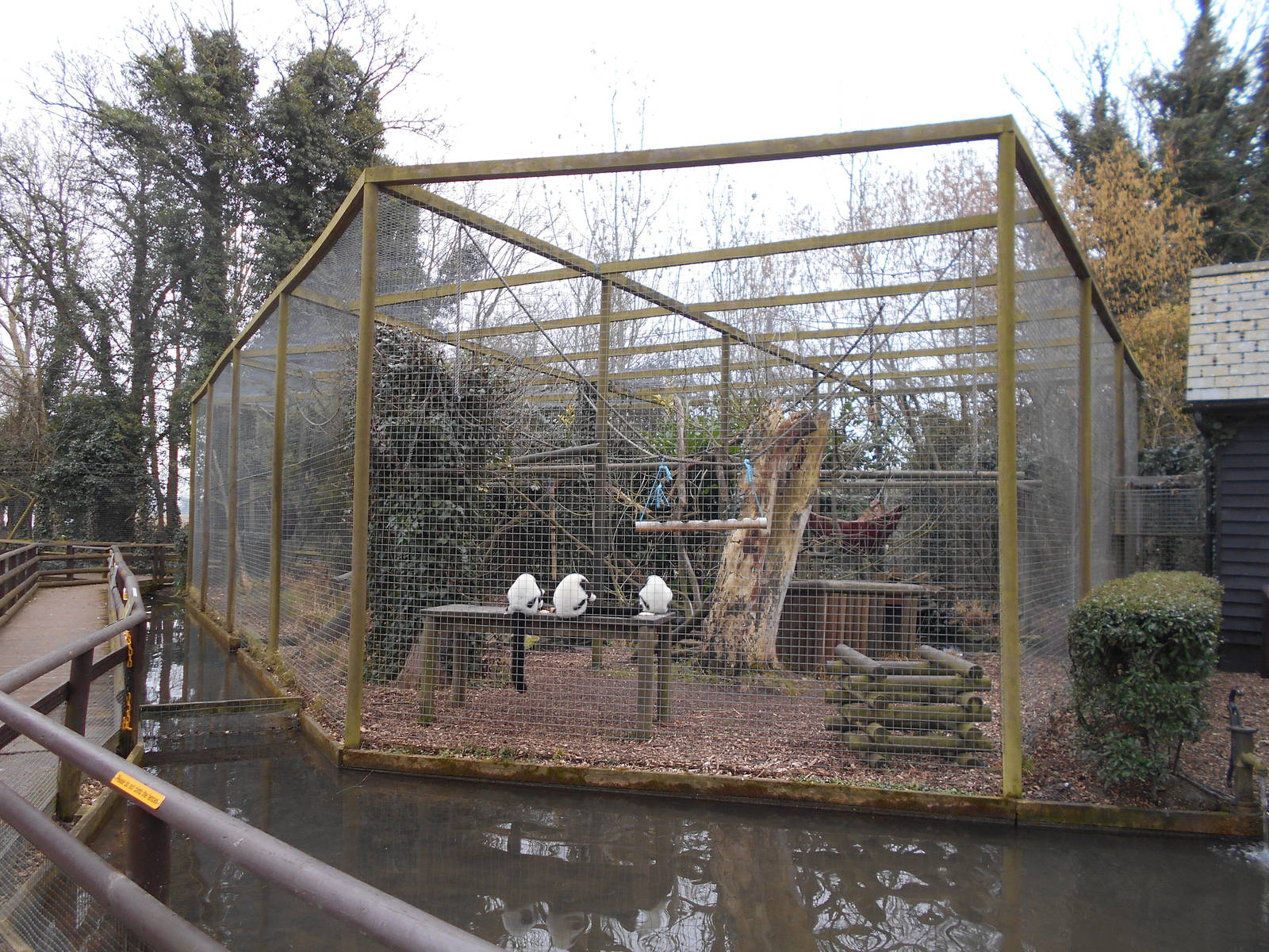 Black and White Ruffed Lemur enclosure - March 15th 2016