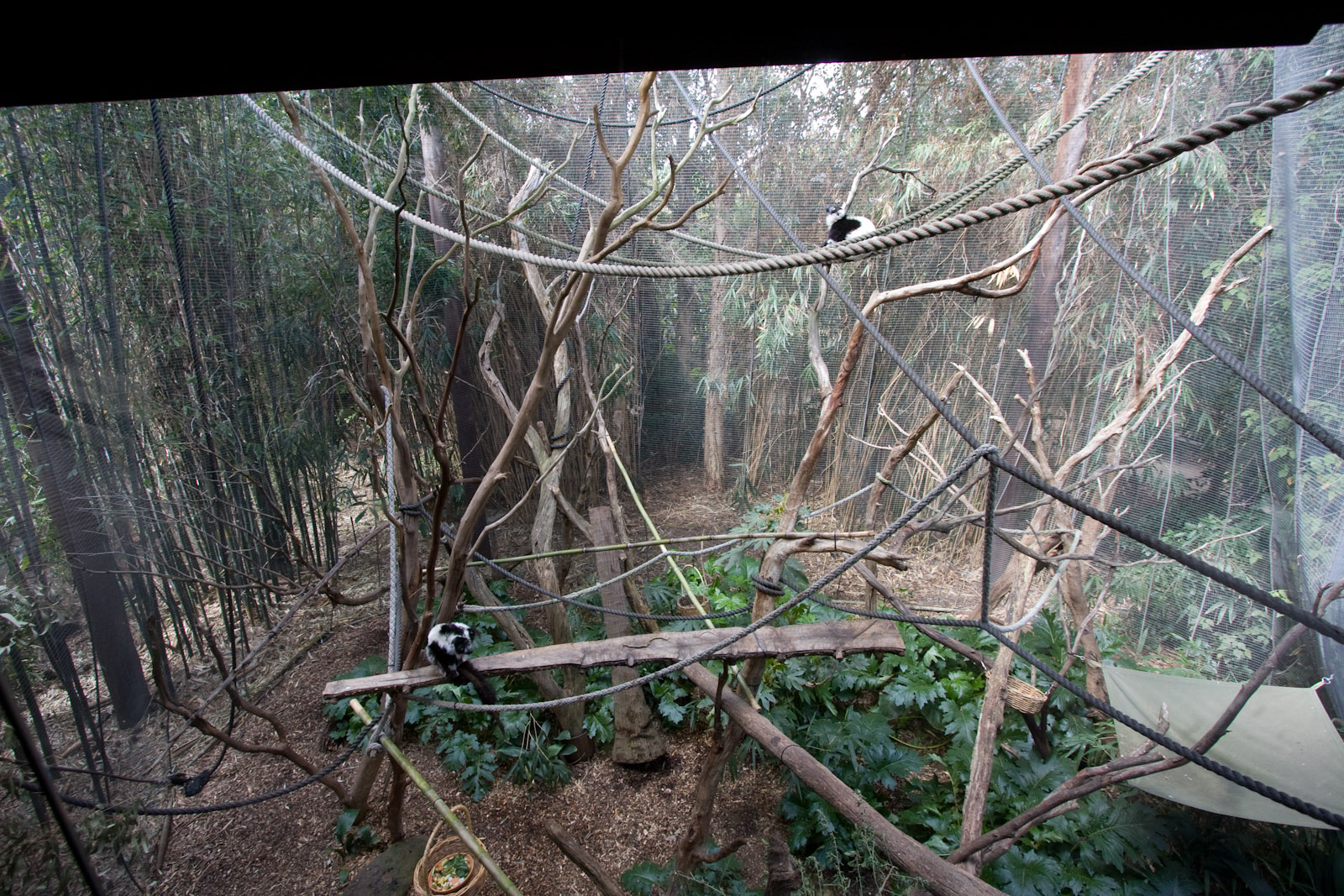 Black and White Ruffed Lemur enclosure - Sep 2008