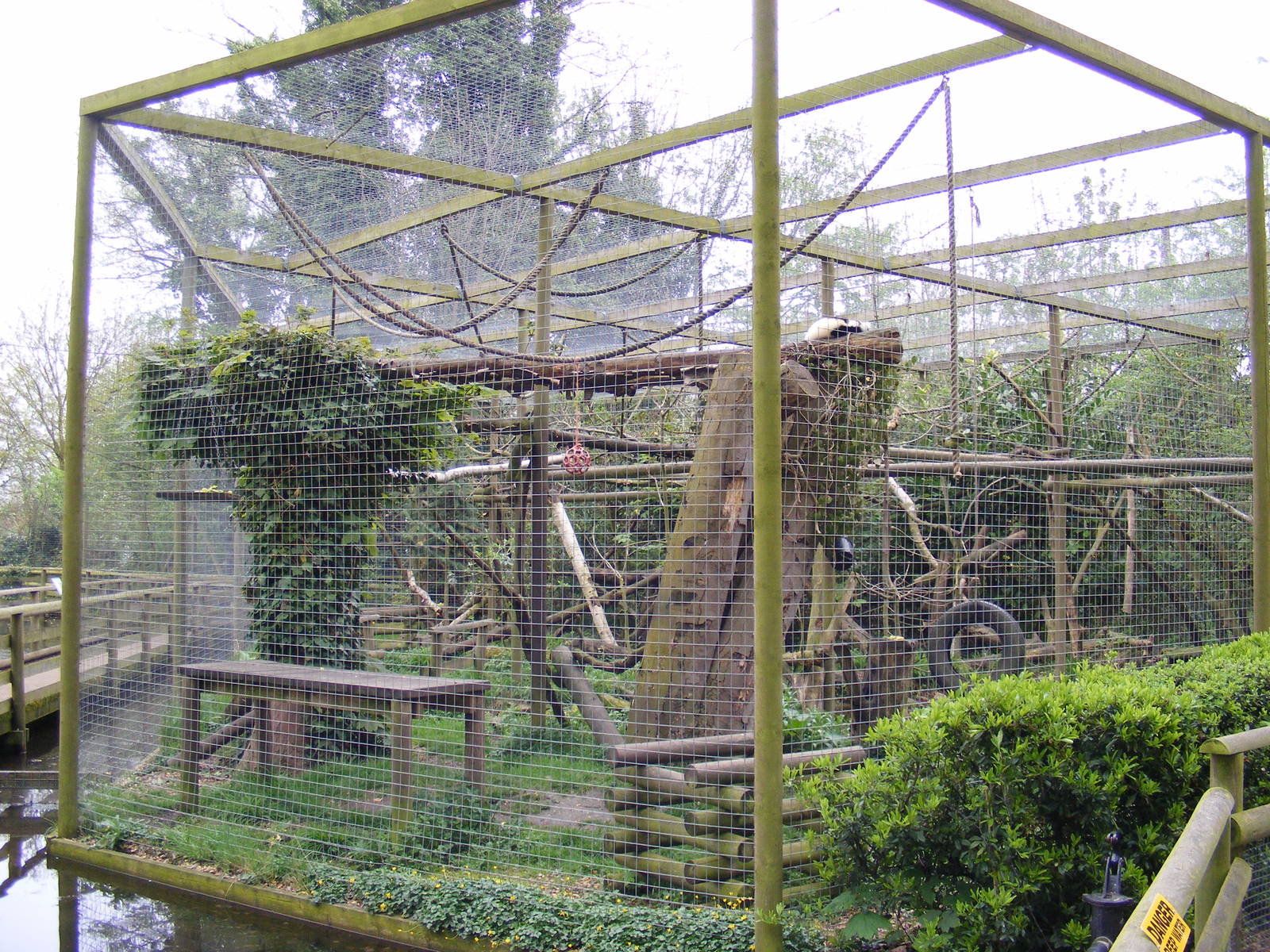 Black and white ruffed lemur enclosure - Shepreth Wildlife Park - 17 April