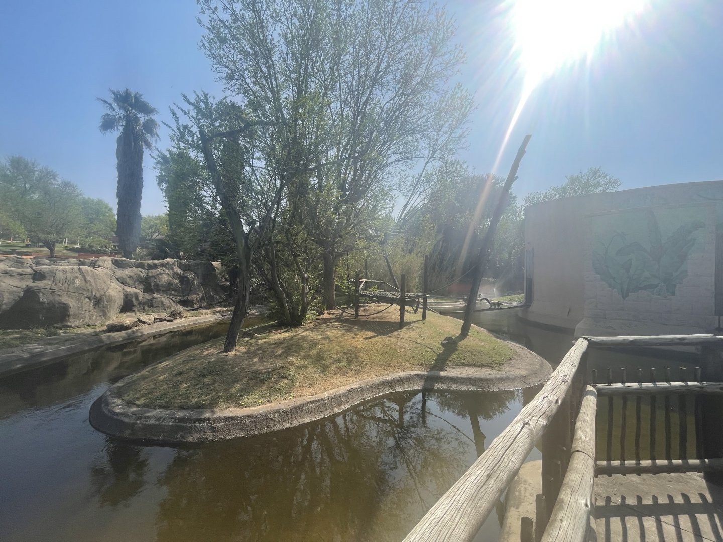Black-and-White Ruffed Lemur Enclosure (Varecia variegata variegata)