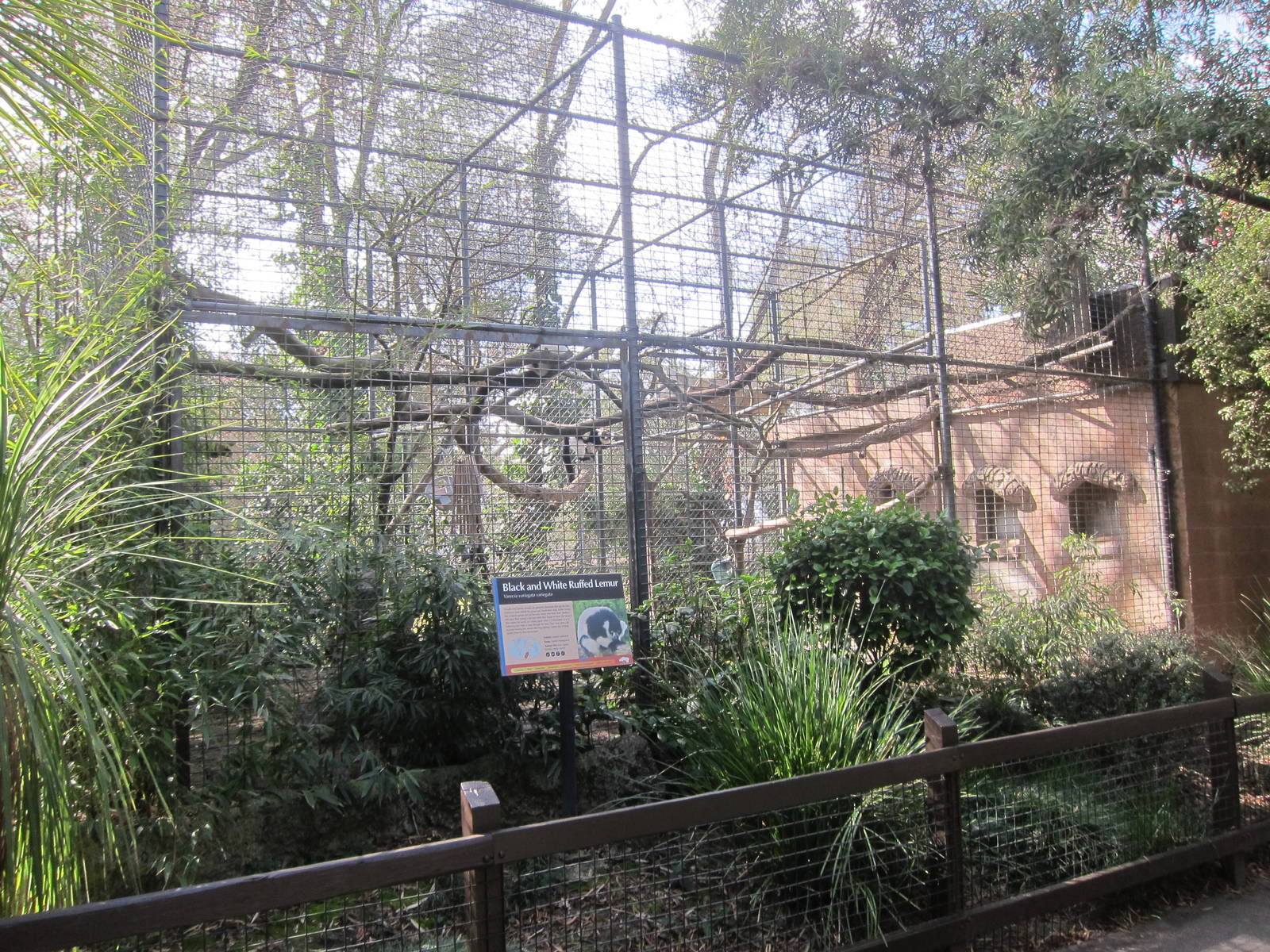 Black-and-White Ruffed Lemur Enclosure
