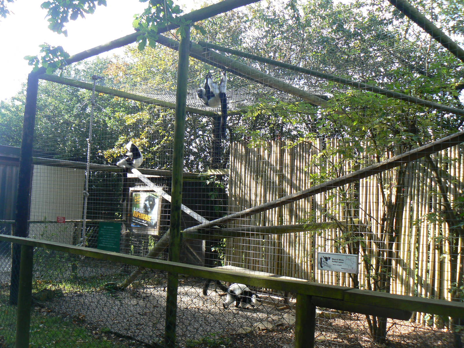 Black and White Ruffed Lemur Enclosure