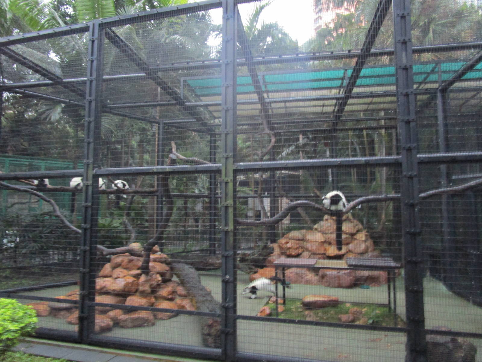 Black and White Ruffed Lemur Enclosure
