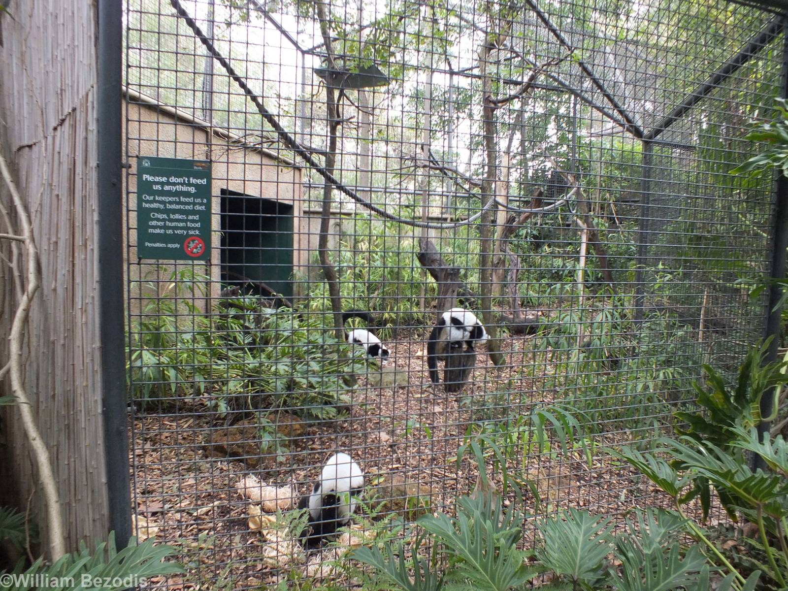 Black-and-white Ruffed Lemur Enclosure